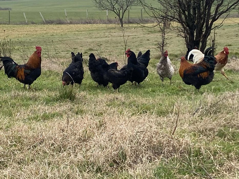 Кокошки - италиански/холандски/смесени