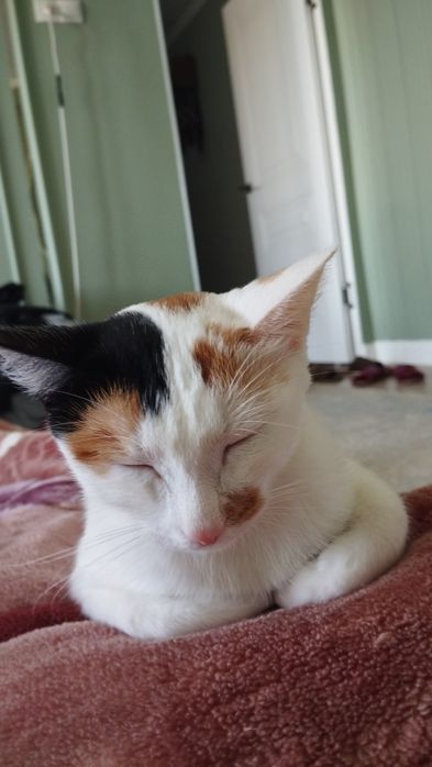 дам кошку в хорошие руки