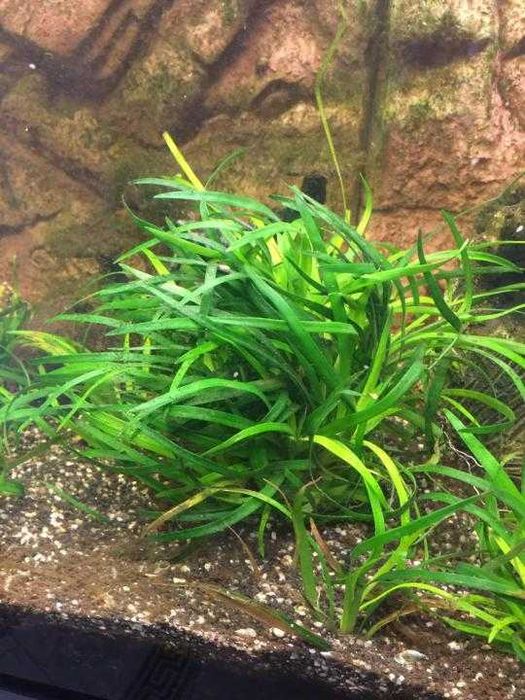 Аквариумное растение Эриокаулон Вьетнам (Eriocaulon Vietnam)