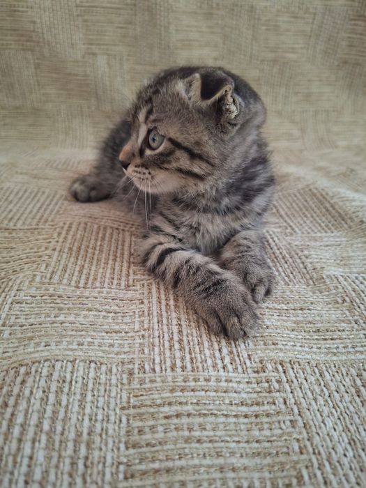 Продам котят вислоухий и сиамский