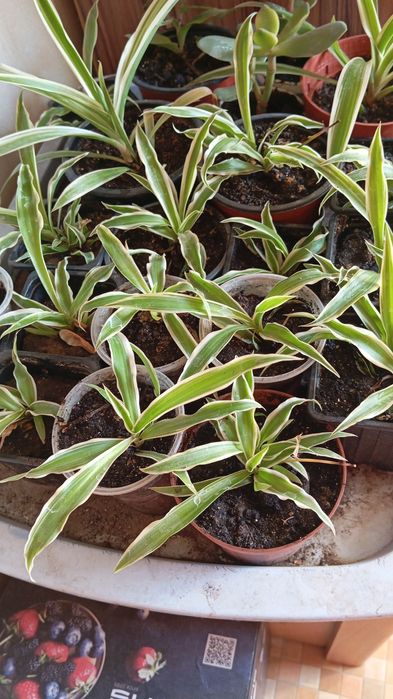 Комнатные цветы .Большой выбор.