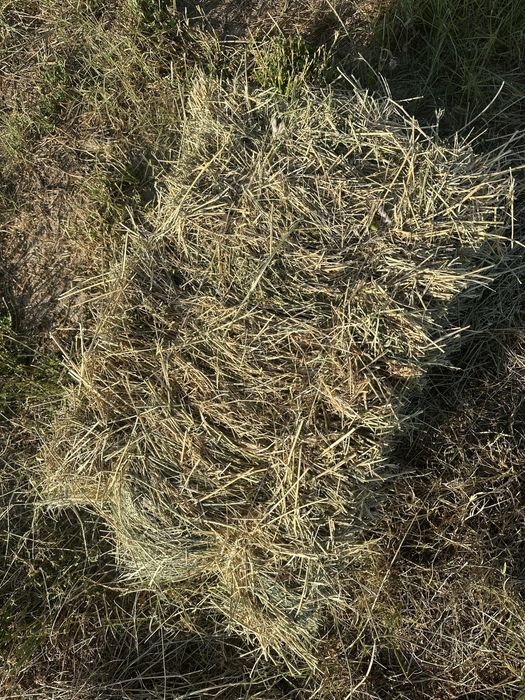 Beda press 40mingdan