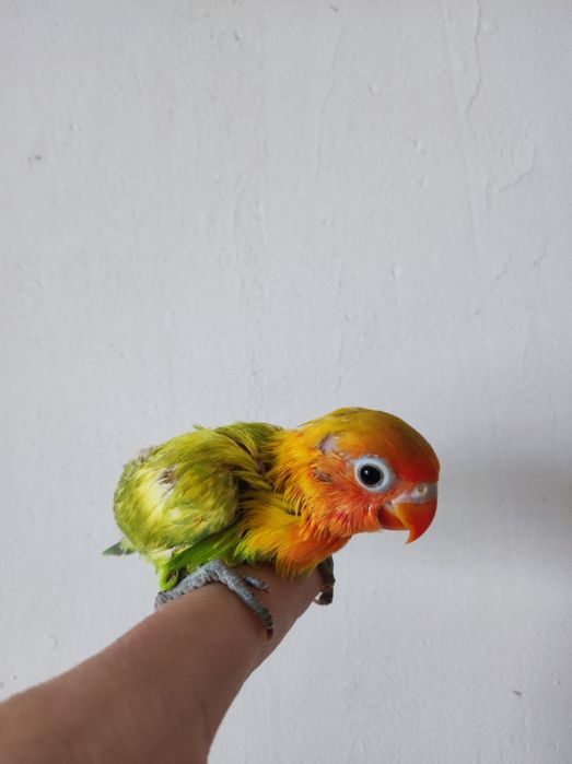 Ruchnoy papugay sotiladi