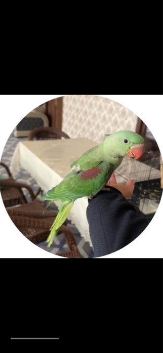 Aleksandir toti qush ruchnoy