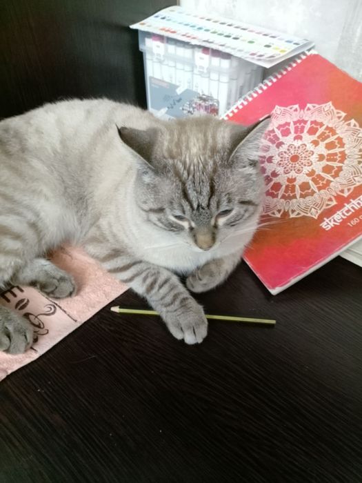 Пропал кот, просим о помощи