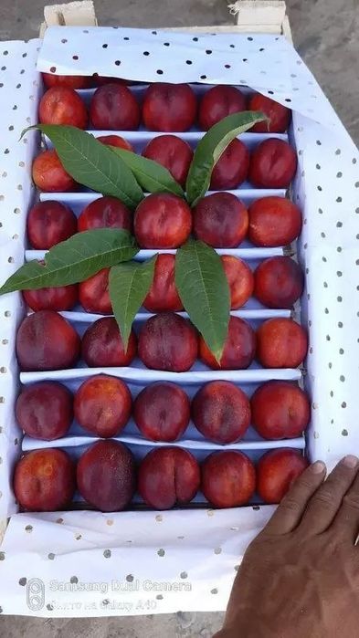 Фермир хужалигда йитишьирлган