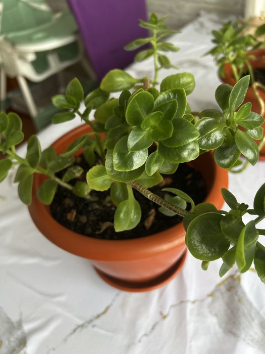 Комнатные цветы