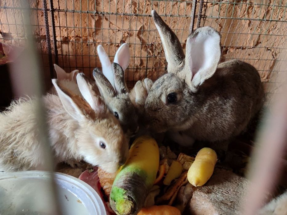 Она бола куйонлар 7 та боласи бор