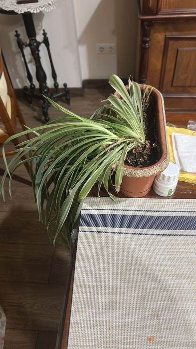 Продам комнатные растения