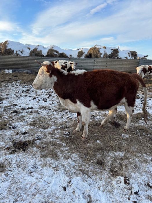 Продам КРС коровы стельные