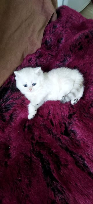 Шиншилла котёнок -девочка