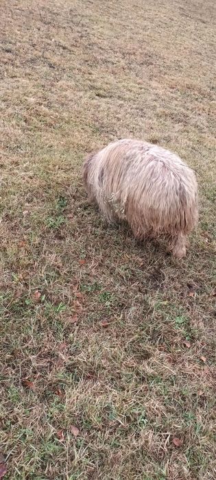 Vînd noatenă din primăvară  rasă  bucălaie