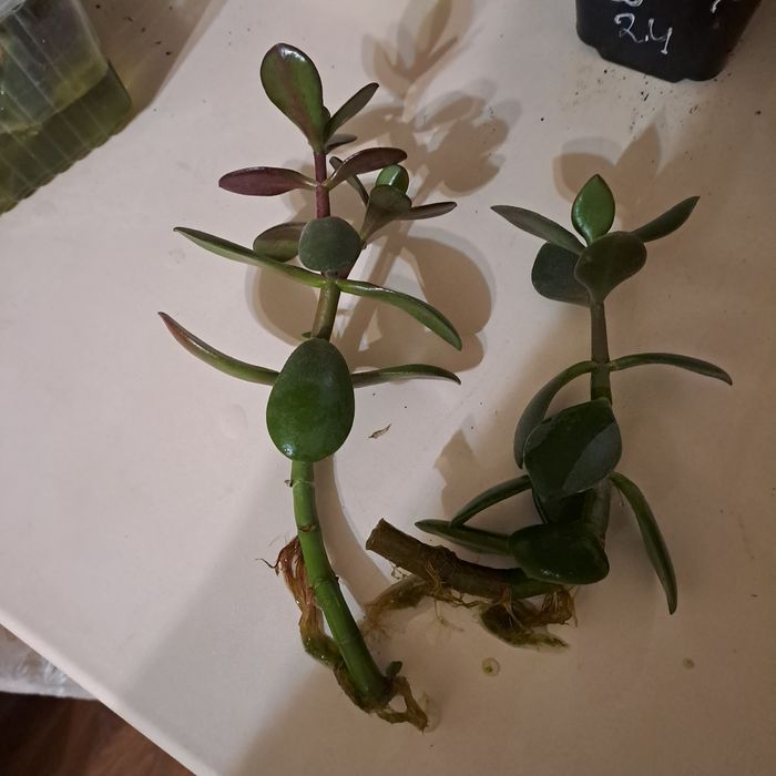 Продам денежное дерево