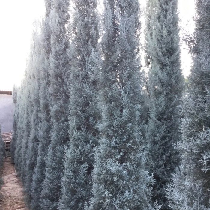 Arizonskiy kiparis archalari sotiladi xar xil razmerlari bor