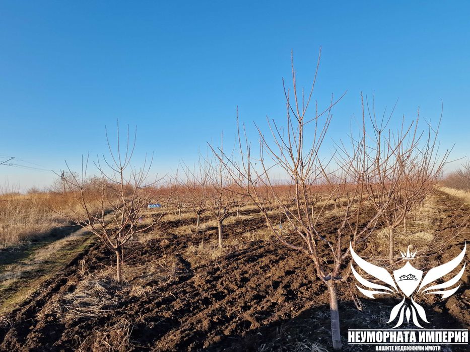Продавам черешова градина 5800кв.м. в гр.Асеновград