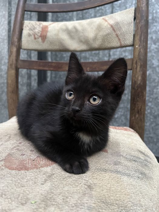 Отдам котят в заботливые руки