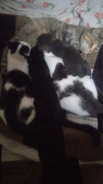 Котята в добрые руки