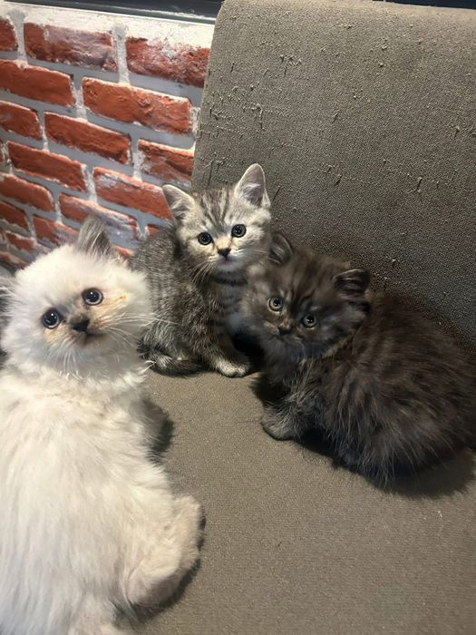 Британски котета