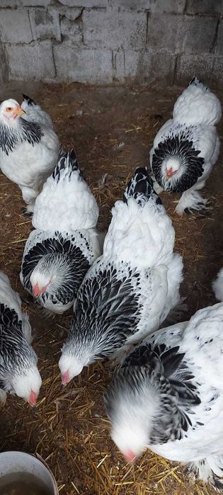 Brahma herminat deschis 2025