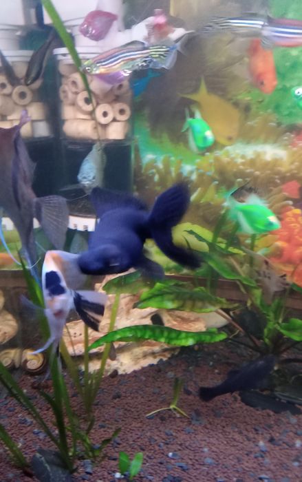 Продам трёх рыбок.