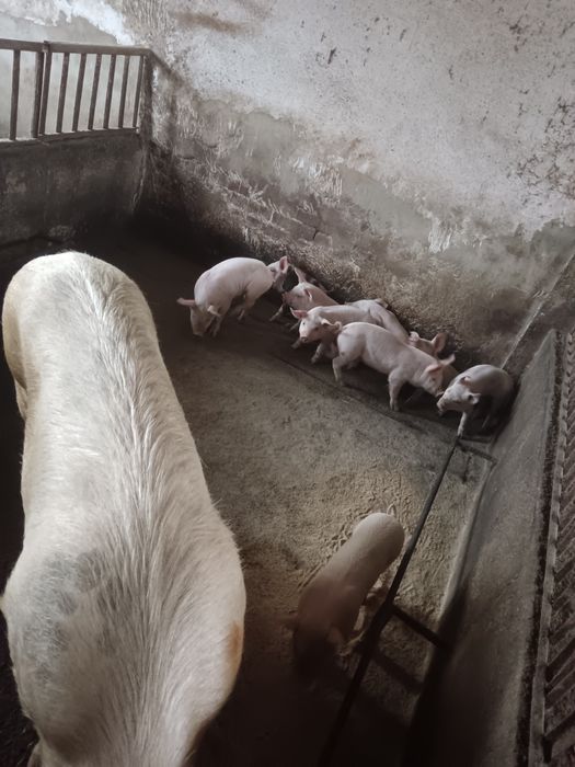 Продавам малки прасета