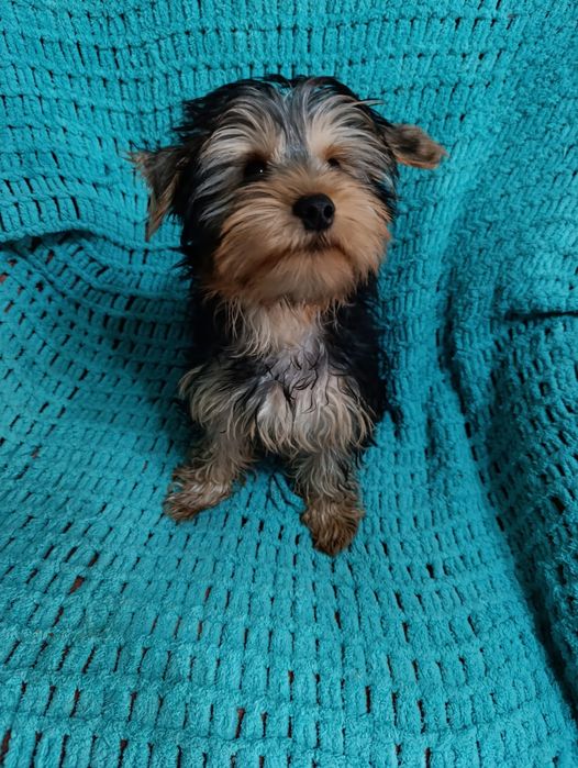 Щенок Йорка,мальчик