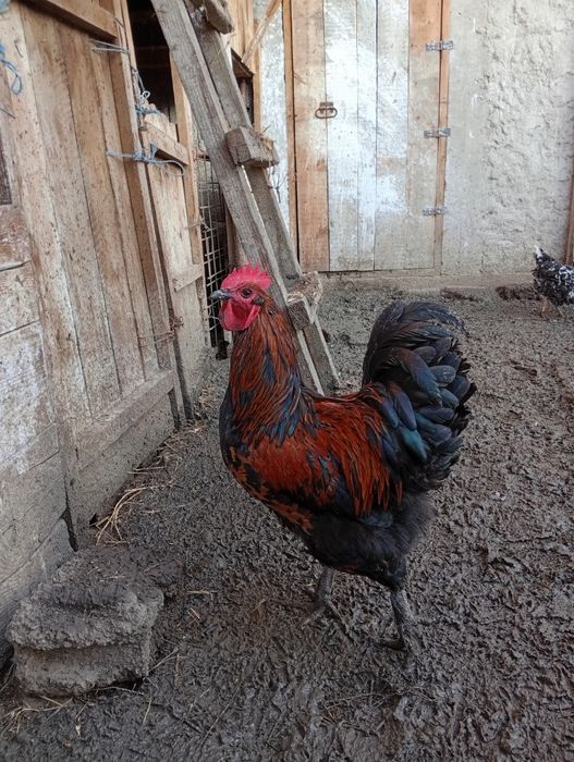 De vânzare cocoși tineri