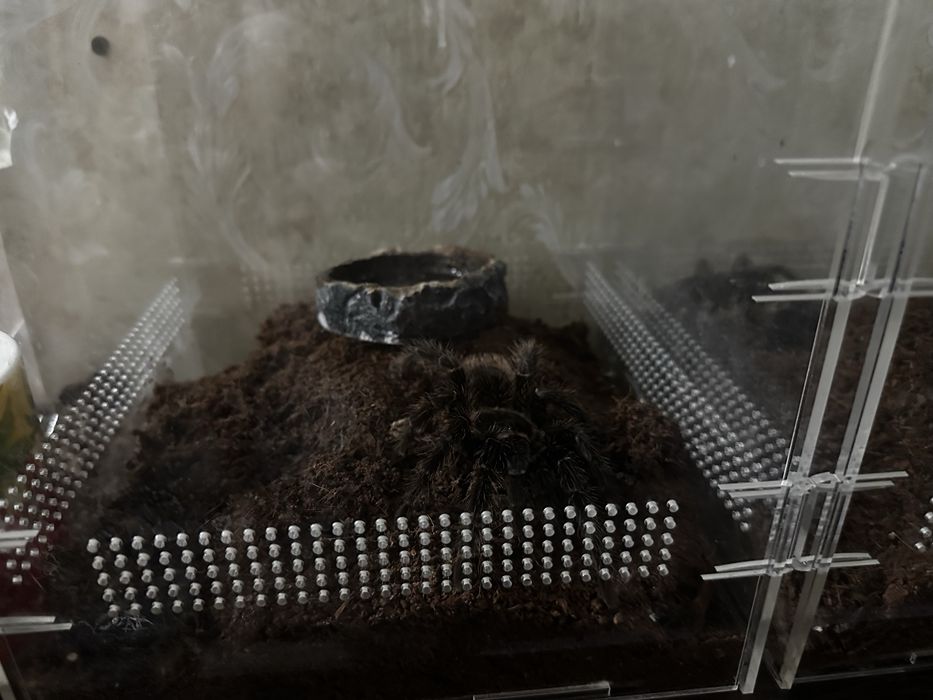 Продам пауков (птицеед)