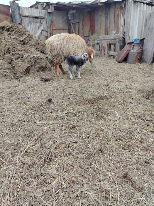 Қозылы қой сатылады