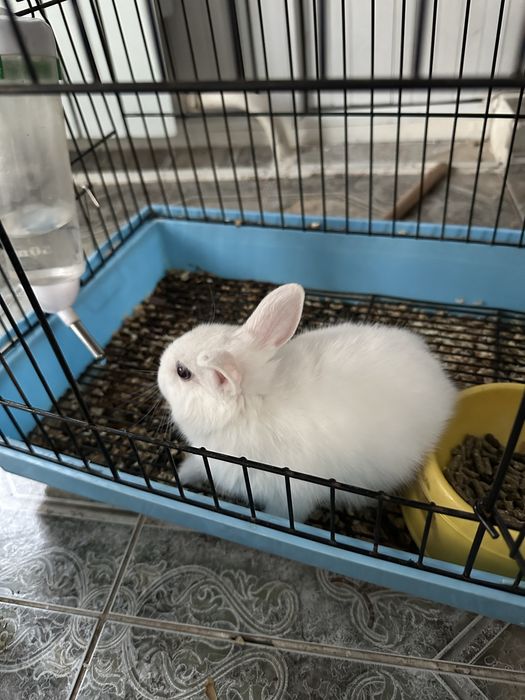 Кролик кролик кролик