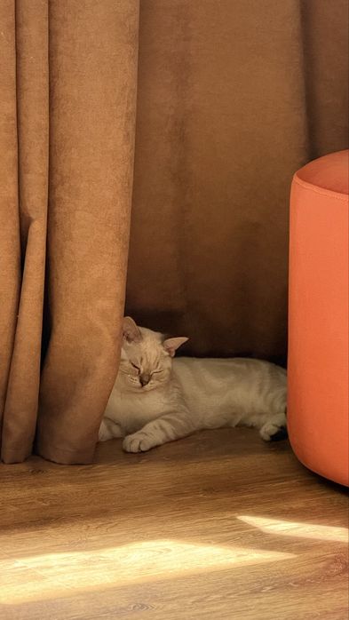Продам кота Скоттиш Фолд