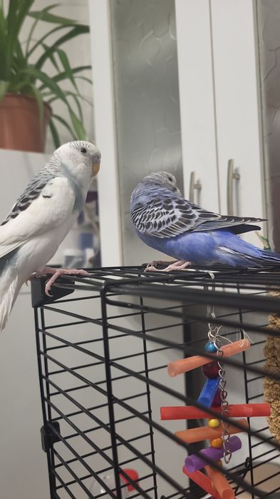 Продам попугая девочку белую