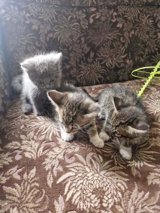 Отдам котят мальчики