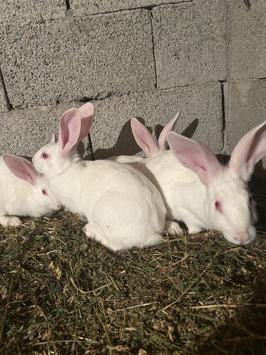 13 iepuri de vanzare toti la un loc