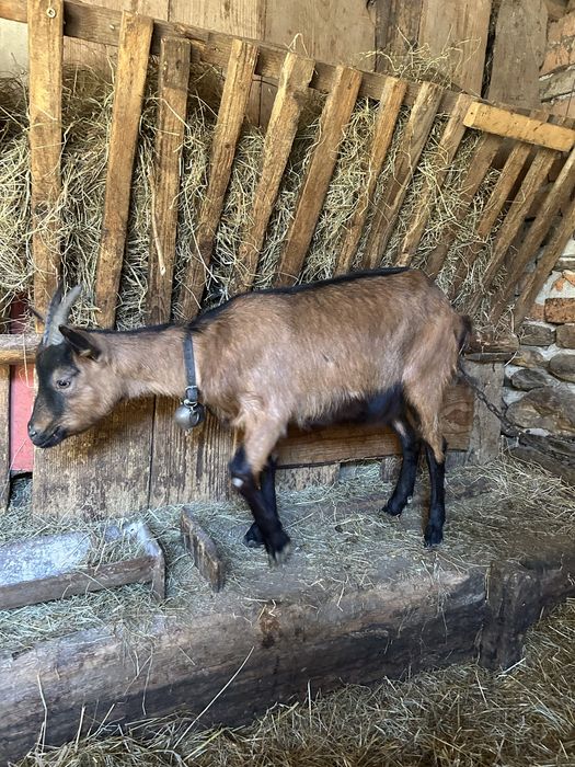 Iada alpina franceza