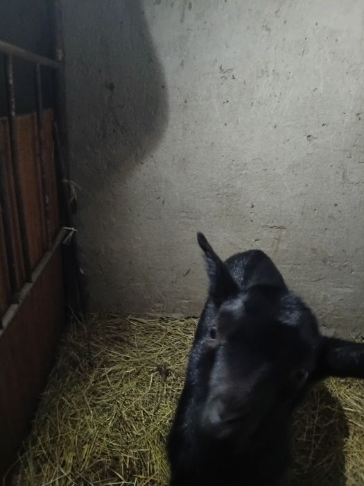 Парода альпийски