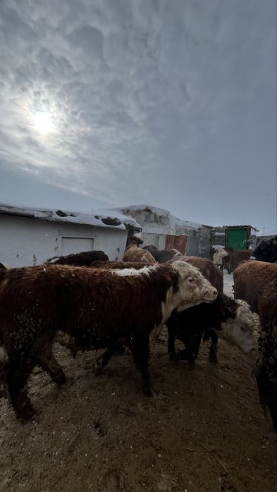 Бұқа  бык одборный бос откорм 23 бас