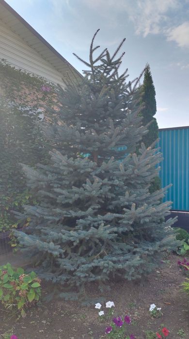 Продам ели сизая