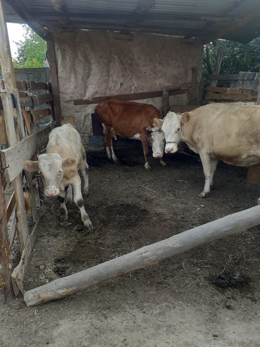 Продам две коровы молочные и бычка