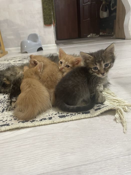 Отдам котят в добрые руки