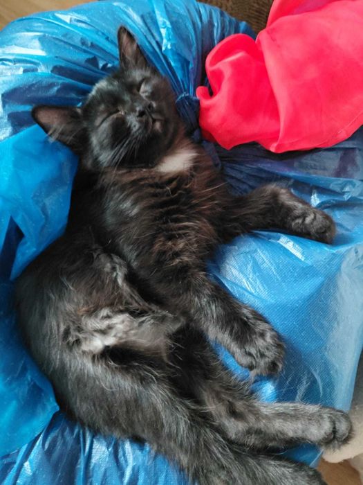 Отдам котят в хорошие руки