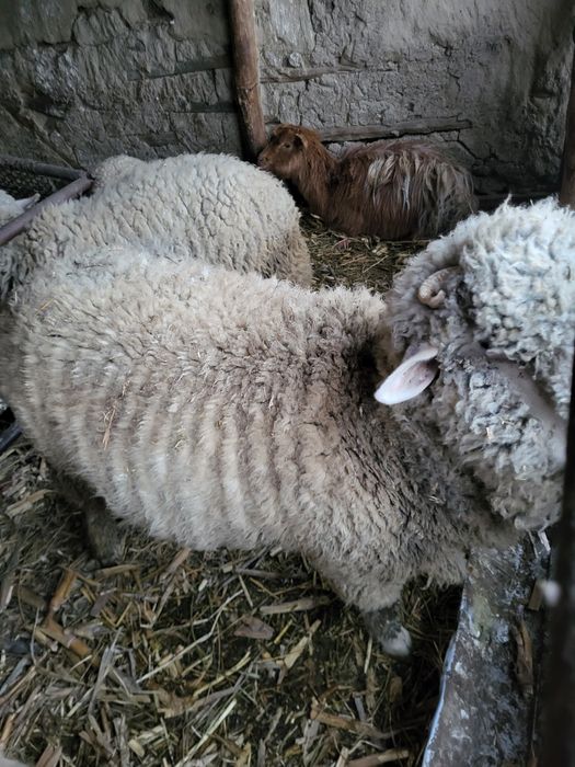 Vand berbec crescut acasa