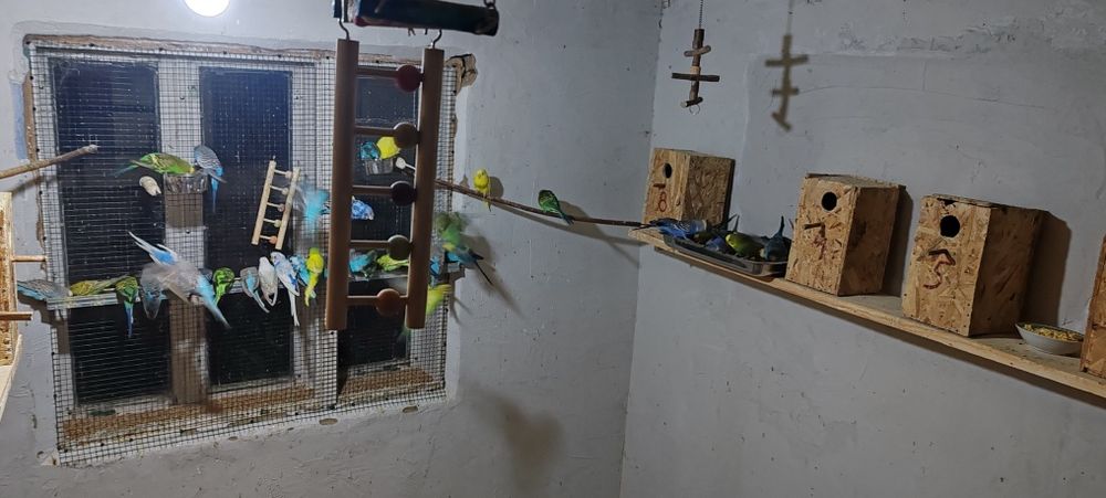 Perusi, papagali mici, se vinde.