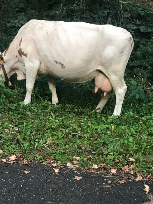 Vând vacă de 8 ani