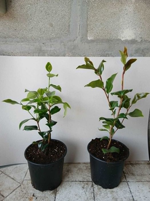 Камелия (Camellia japonica)