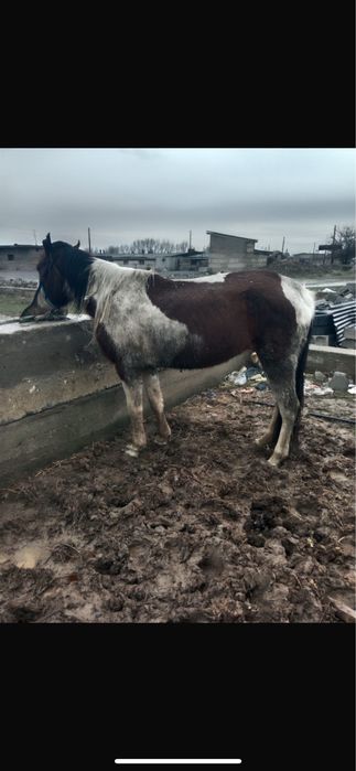 Жылкы бие байтал