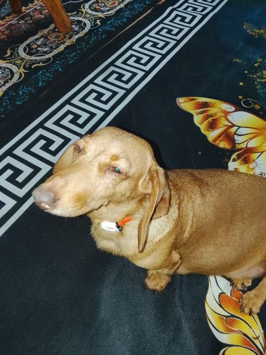 Продам щенков таксы