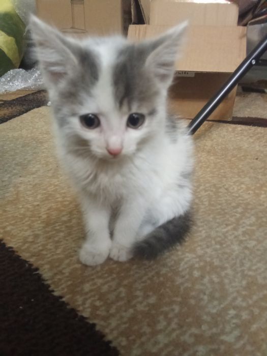 Отдам котёнка (девочка)