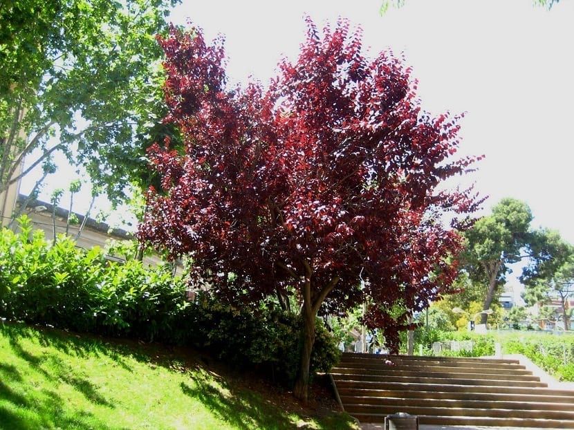 Prunus cerasifera nigra ( corcodusul rosu ) Ciumbrud • OLX.ro