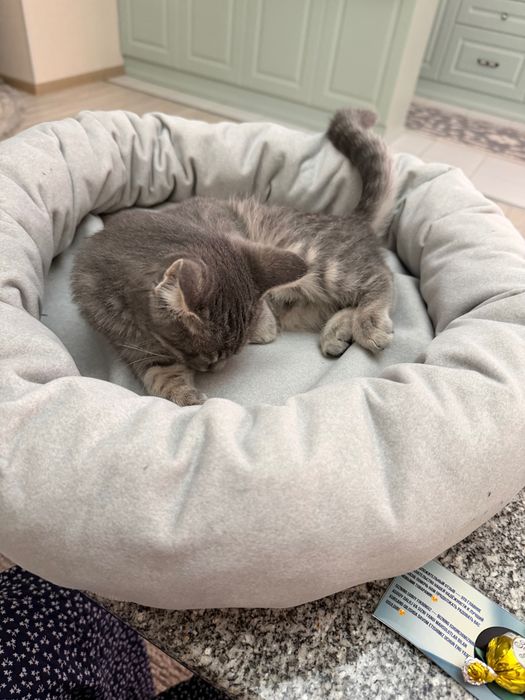 Котик бесплатно милый игривый
